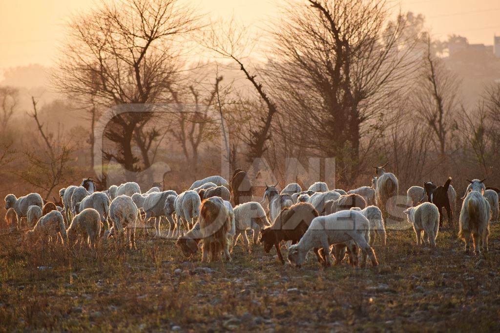 Herd of goats on grassland in orange sunlight in rural countryside