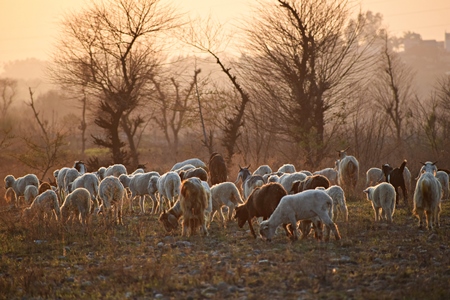 Herd of goats on grassland in orange sunlight in rural countryside