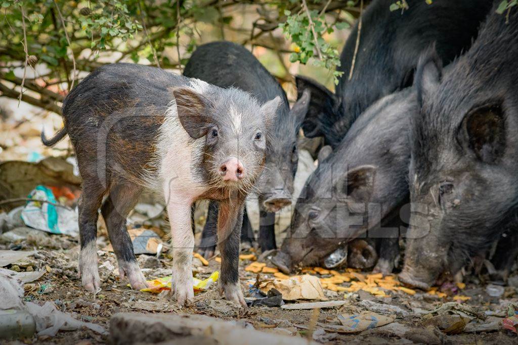 Indian feral pigs and piglets on wasteland next to a garbage dump in a city in Maharashtra, India, 2022