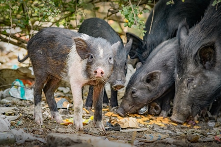Indian feral pigs and piglets on wasteland next to a garbage dump in a city in Maharashtra, India, 2022