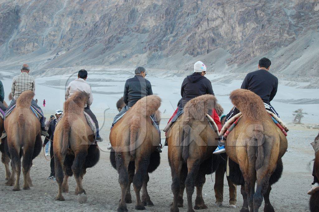 Bactrian camels in a line for tourist rides in Ladakh
