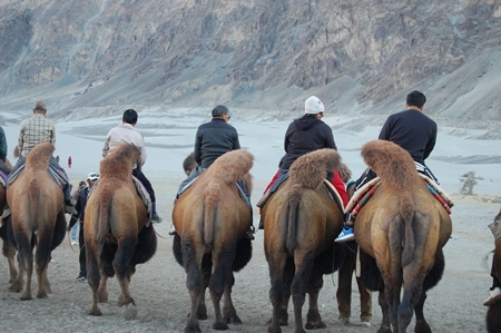 Bactrian camels in a line for tourist rides in Ladakh