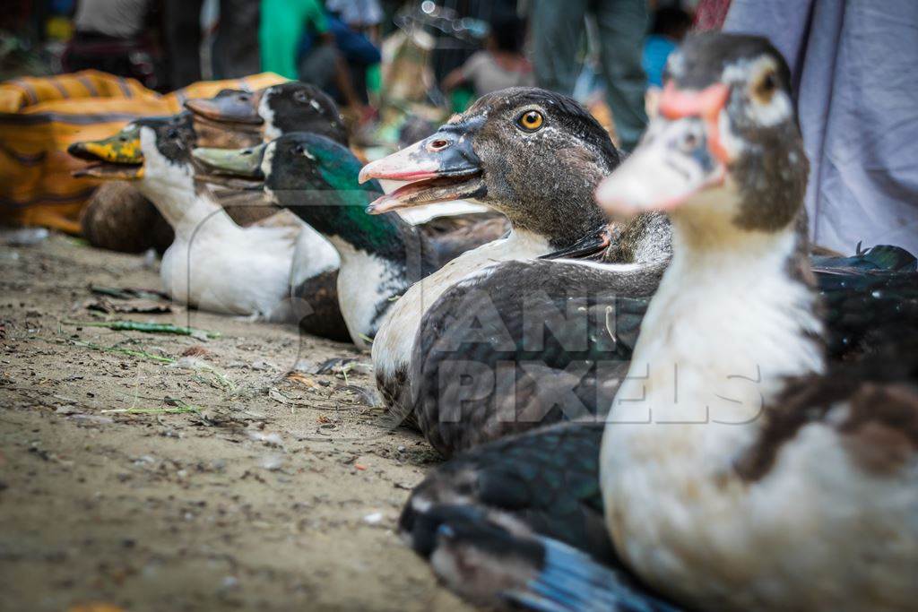 Ducks on sale for meat at an animal market