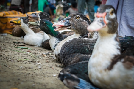 Ducks on sale for meat at an animal market