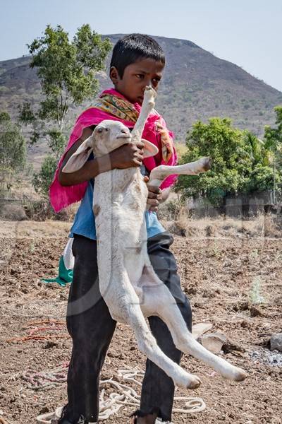 Indian nomad boy carrying baby sheep or lamb in a field in rural Maharashtra, India