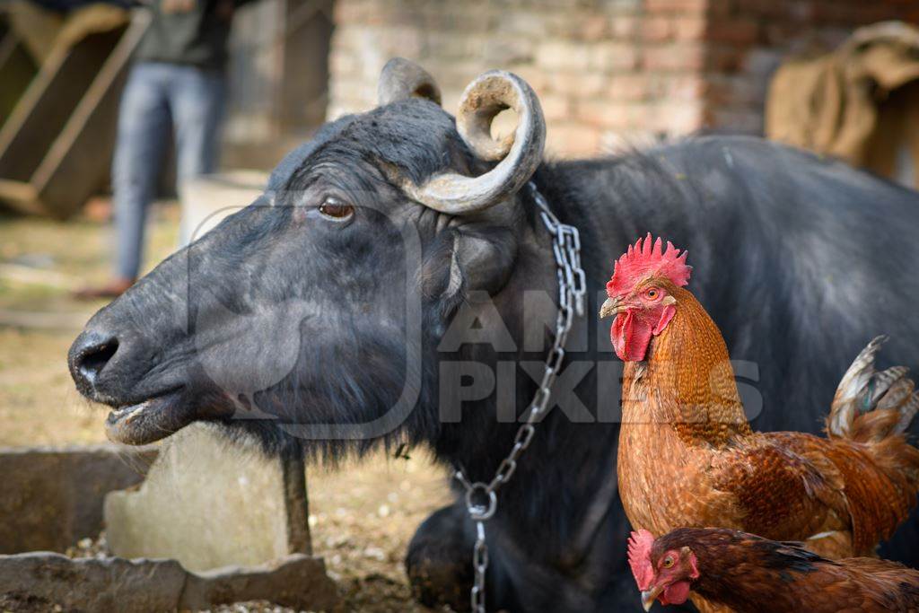Buffalo and chickens or hens on a small urban farm in the city of Jaipur, India, 2022