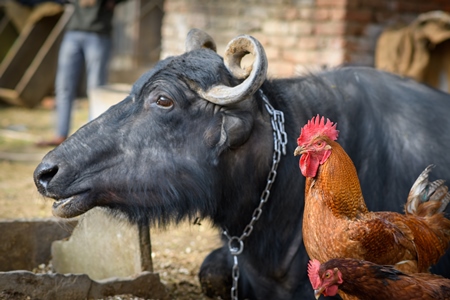 Buffalo and chickens or hens on a small urban farm in the city of Jaipur, India, 2022