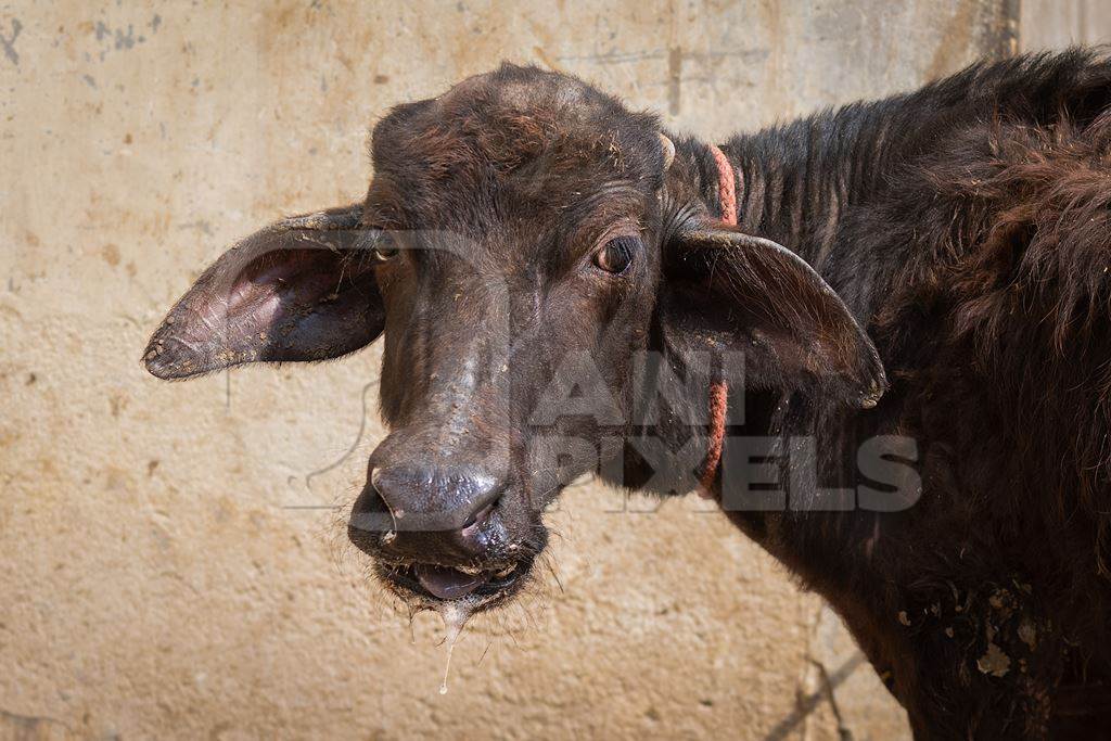 Indian buffalo calves suffering in the heat tied up in the street, part of Ghazipur dairy farms, Ghazipur, Delhi, India, 2022