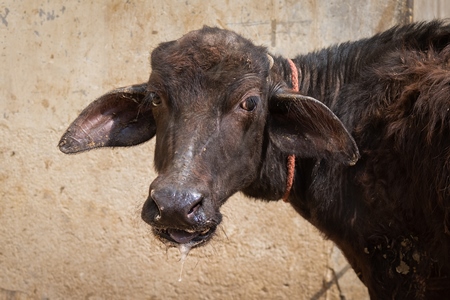 Indian buffalo calves suffering in the heat tied up in the street, part of Ghazipur dairy farms, Ghazipur, Delhi, India, 2022