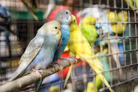 Caged budgerigar birds on sale in the pet trade by bird sellers at Galiff Street pet market, Kolkata, India, 2022