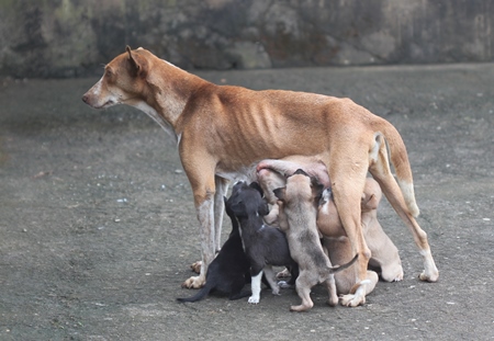 Brown thin mother street dog with litter of puppies suckling drinking milk