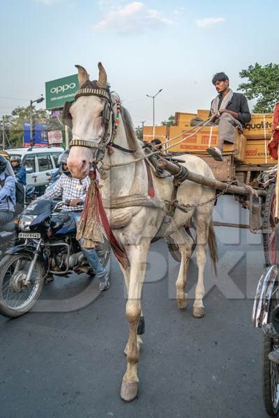 Working horse used for labour on the road in busy traffic pulling loaded cart with man in Bihar, India
