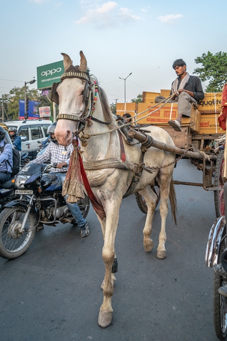 Working horse used for labour on the road in busy traffic pulling loaded cart with man in Bihar, India