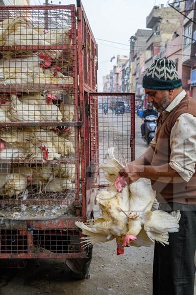 Indian broiler chickens thrown from a transport truck into smaller cages at a small chicken poultry market in Jaipur, India, 2022