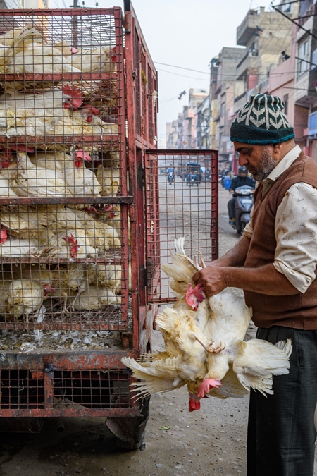 Indian broiler chickens thrown from a transport truck into smaller cages at a small chicken poultry market in Jaipur, India, 2022