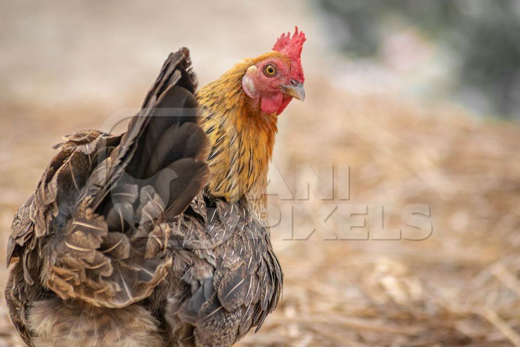 Orange chicken in a village in rural Bihar, India