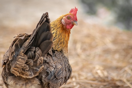 Orange chicken in a village in rural Bihar, India