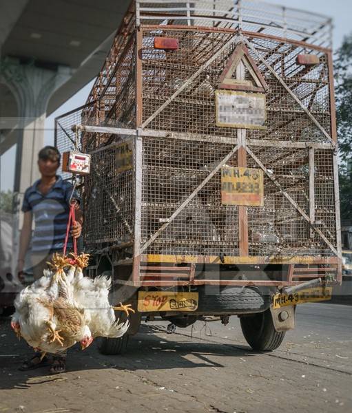 Truck with broiler chickens for slaughter in an urban city