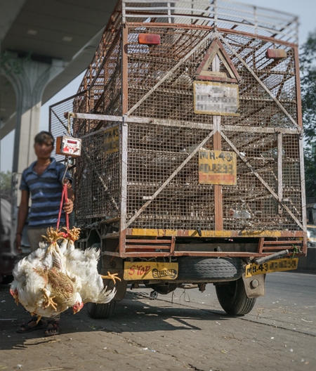 Truck with broiler chickens for slaughter in an urban city