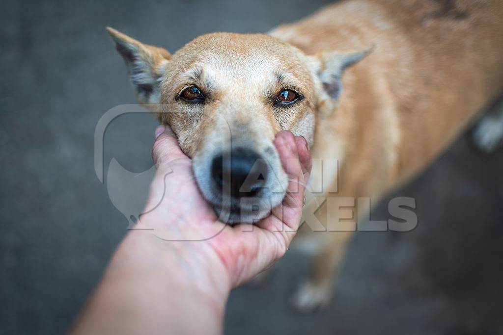 Indian street dog  or stray pariah dog with animal rescue volunteer on the road, Pune, India, 2022