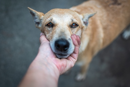 Indian street dog  or stray pariah dog with animal rescue volunteer on the road, Pune, India, 2022