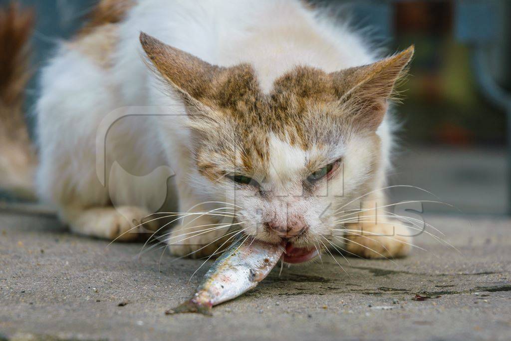 Street cat at Kochi fishing harbour in Kerala with fish in mouth