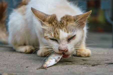 Street cat at Kochi fishing harbour in Kerala with fish in mouth