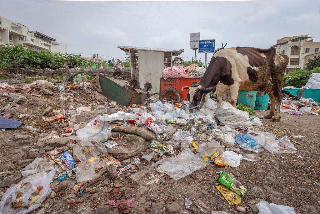 Dairy cow eating from a large pile of garbage in the street in a city