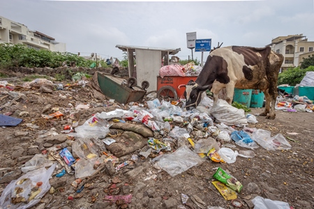 Dairy cow eating from a large pile of garbage in the street in a city