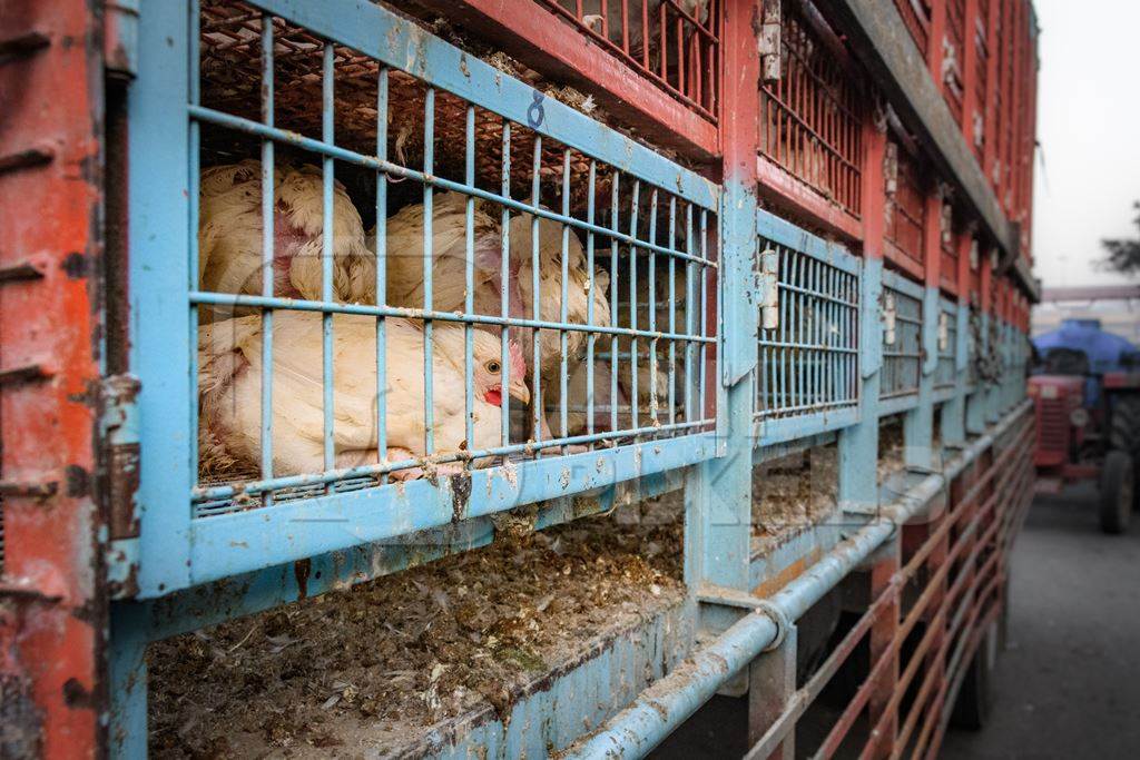 Many Indian broiler chickens in cages on large transport trucks at Ghazipur murga mandi, Ghazipur, Delhi, India, 2022