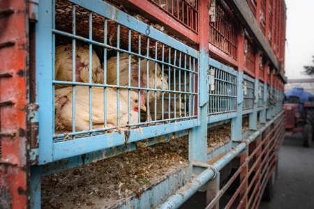 Many Indian broiler chickens in cages on large transport trucks at Ghazipur murga mandi, Ghazipur, Delhi, India, 2022