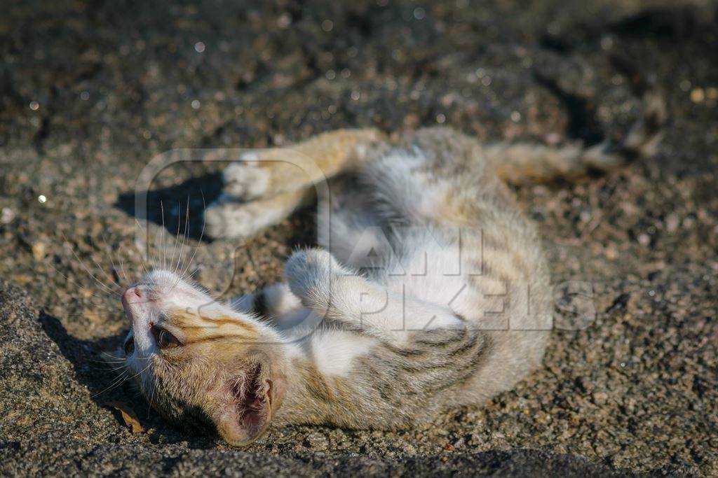 Small tabby street  kitten with grey background in Kerala