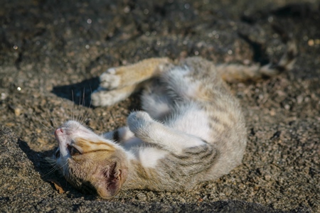 Small tabby street  kitten with grey background in Kerala