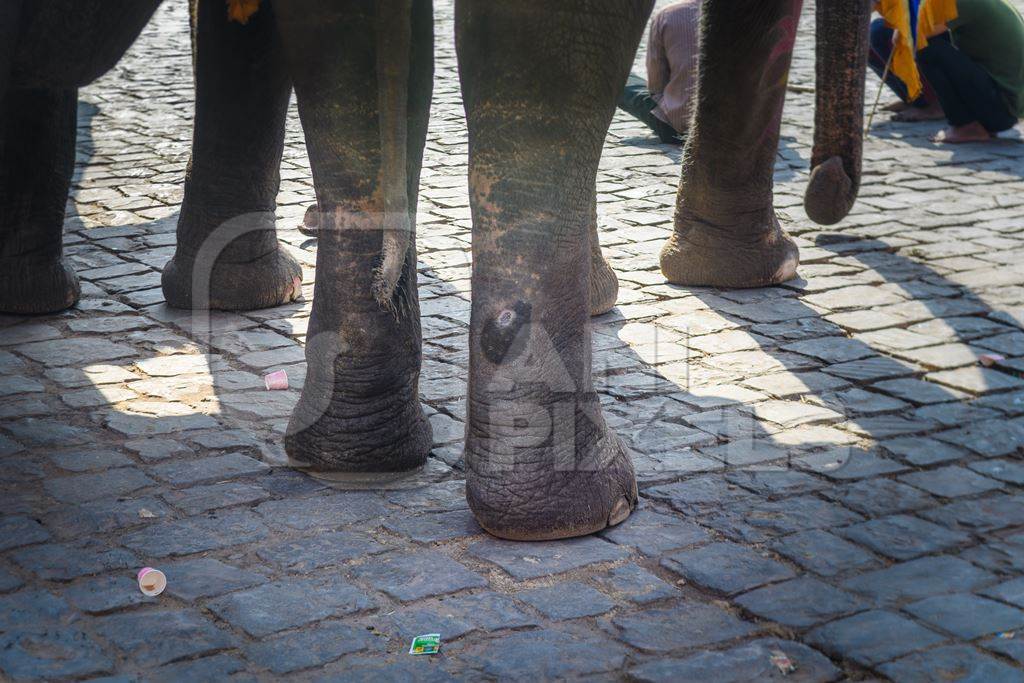 Captive Indian or Asian elephants waiting for tourists to give elephant rides up to Amber Palace, Jaipur, Rajasthan, India, 2022