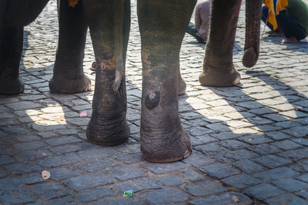 Captive Indian or Asian elephants waiting for tourists to give elephant rides up to Amber Palace, Jaipur, Rajasthan, India, 2022