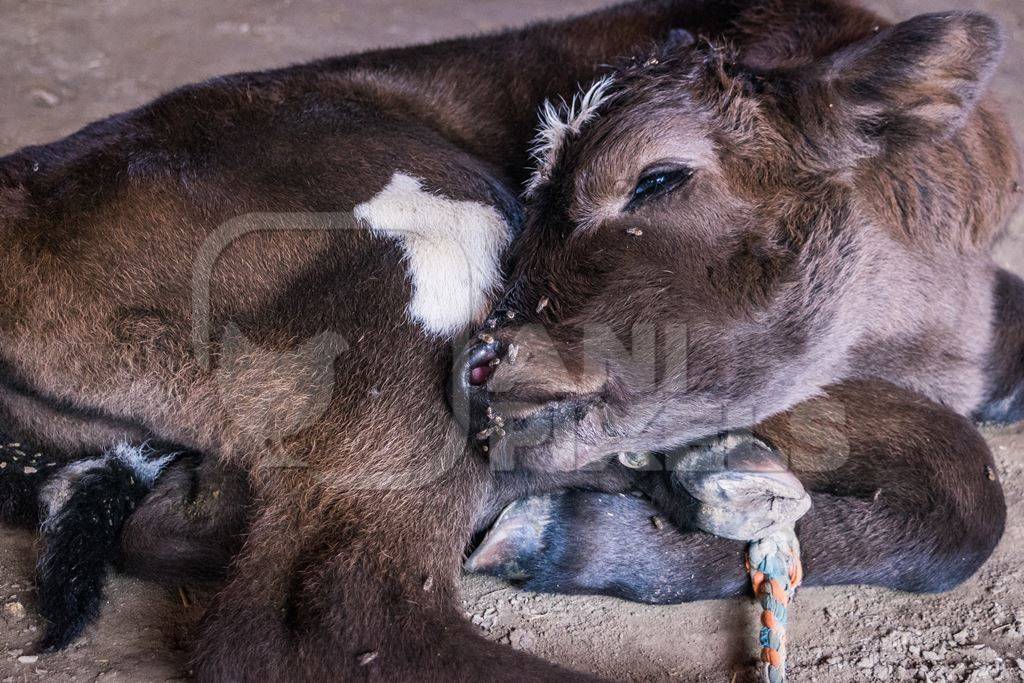 Small dairy calf tied up at Sonepur cattle fair in Bihar