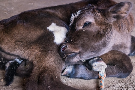 Small dairy calf tied up at Sonepur cattle fair in Bihar