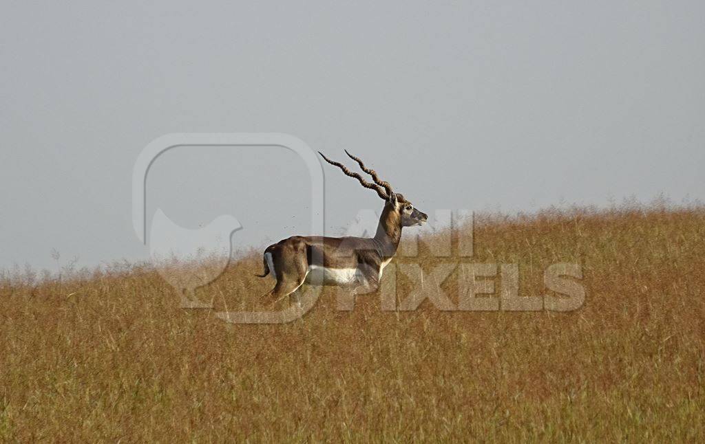 Blackbuck deer in field