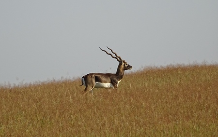Blackbuck deer in field