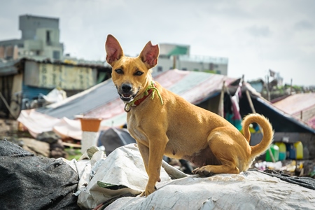 Street dog or stray in slum with notched ear showing dog is spayed or neutered in urban city of Pune, India