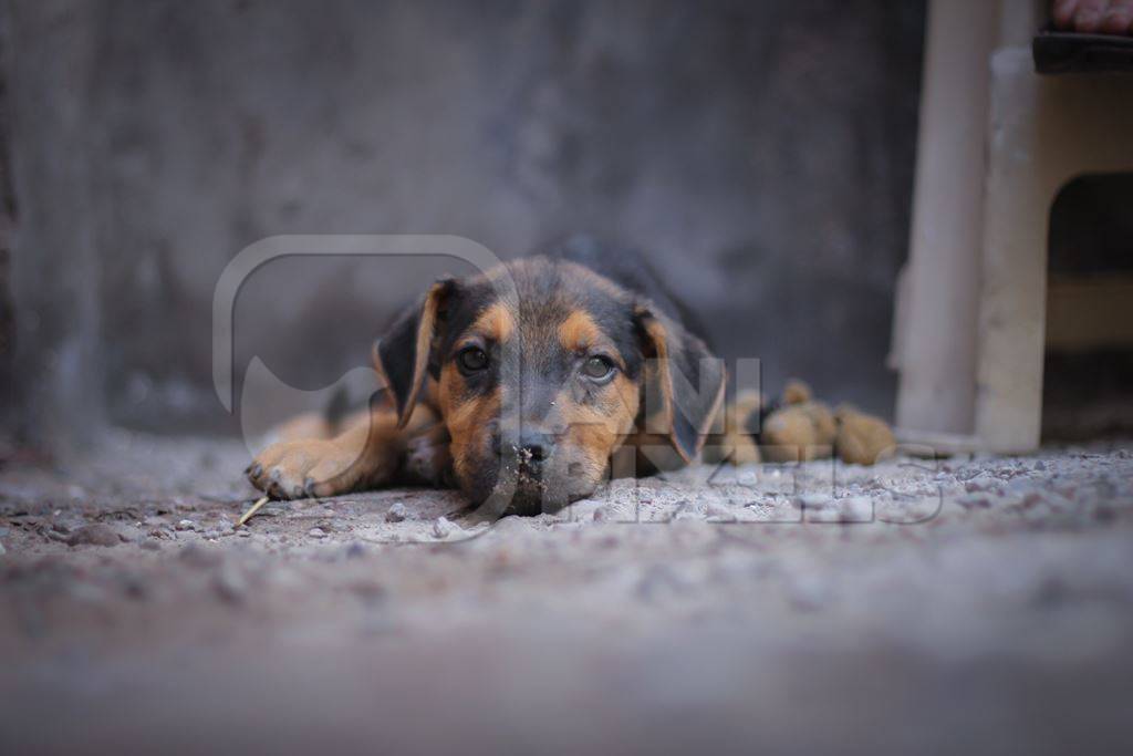 Small street puppy lying on floor with grey background