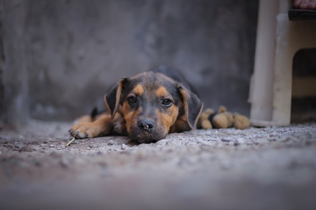 Small street puppy lying on floor with grey background