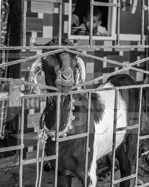 Goat bought for Eid religious sacrifice tied up in urban city street in black and white