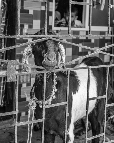 Goat bought for Eid religious sacrifice tied up in urban city street in black and white