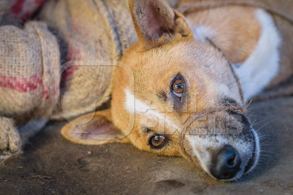 Dogs tied up in sacks on sale for meat at dog market