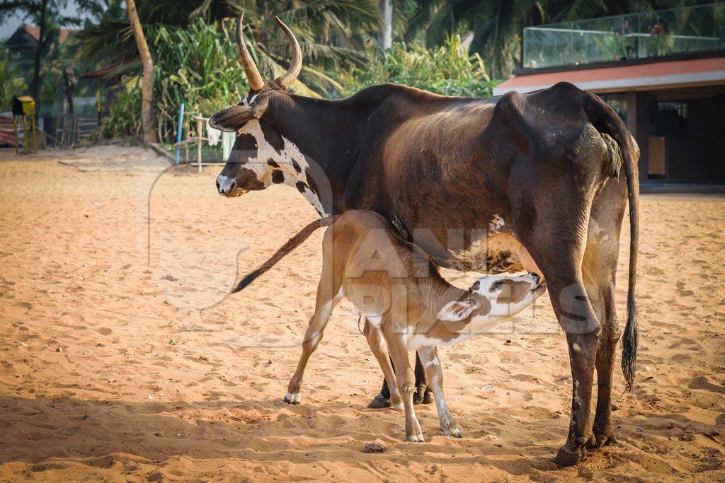 Mother and small cute baby calf suckling on sandy beach