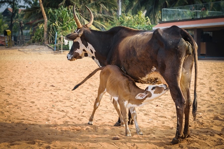 Mother and small cute baby calf suckling on sandy beach