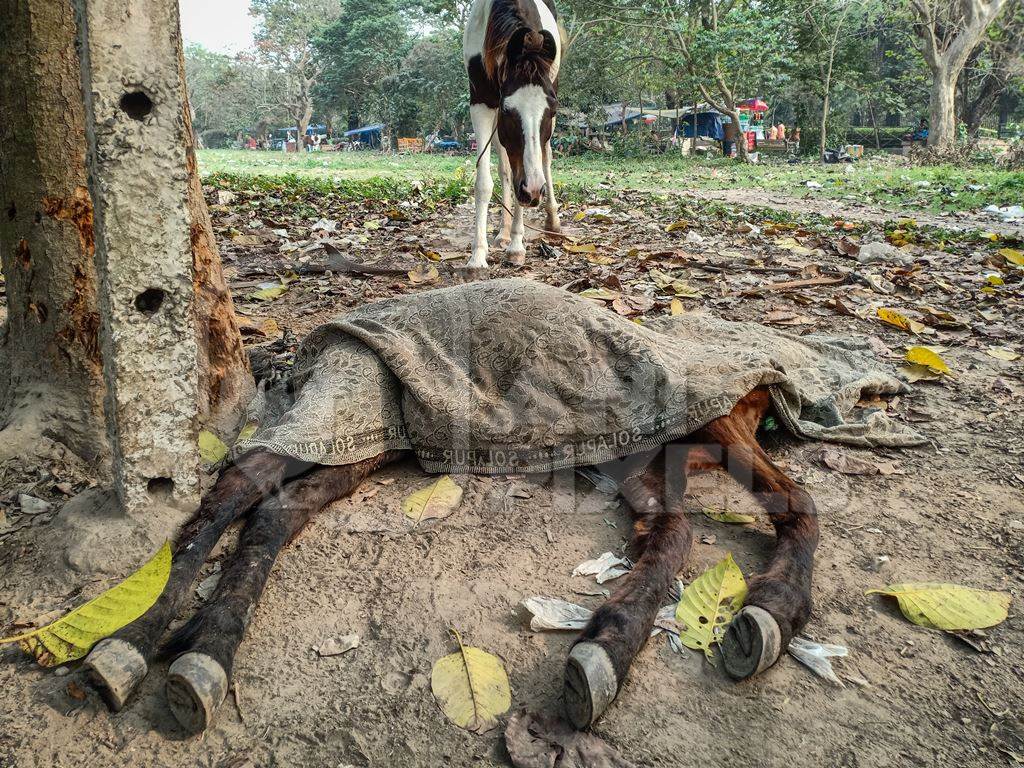 Sad mother pony mourning the death of her foal in a field near Maidan, Kolkata, India, 2022