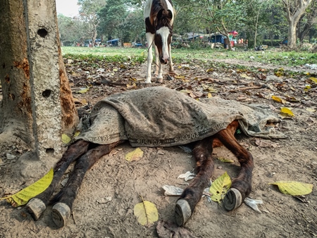 Sad mother pony mourning the death of her foal in a field near Maidan, Kolkata, India, 2022