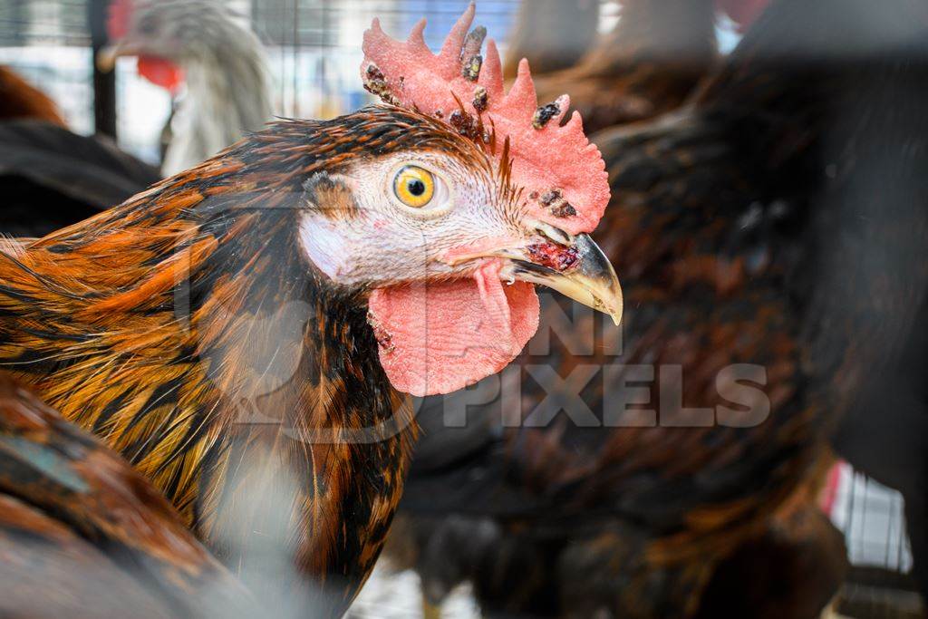 Indian chickens or hens on sale in cages at a live animal market on the roadside at Juna Bazaar in Pune, Maharashtra, India, 2021